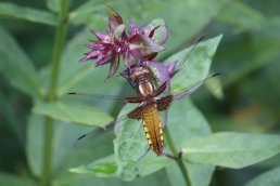 Libellula depressa