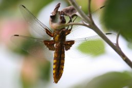 Broad-bodied Chaser Dragonfly underside