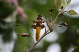 Broad-bodied Chaser Dragonfly