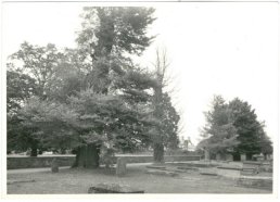 Trees in the pew