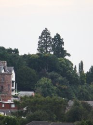 The Sequoia tree seen from Vaga Crescent (14-9-08)