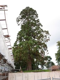 The Sequoia tree (14-9-08)