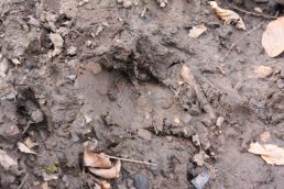 Wild Boar imprint (14-3-09)
