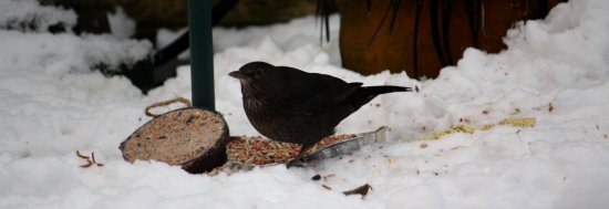 Female Blackbird