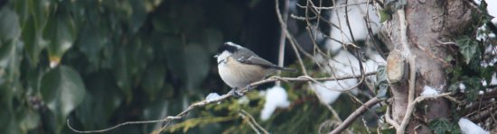 Coal Tit