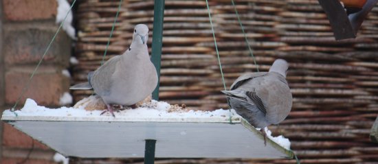 A pair of Collared Doves