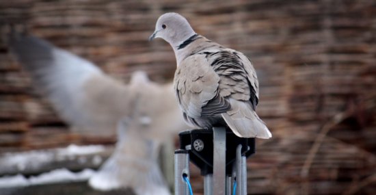 Collared Dove