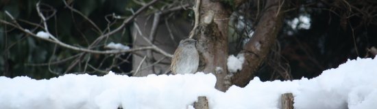 Dunnock