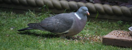 Woodpigeon