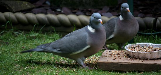 A pair of Woodpigeons