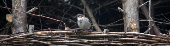 House Sparrow (Male)