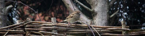 House Sparrow (Female)