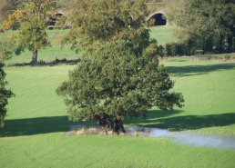 Ancient Oak Tree (11-9-05)