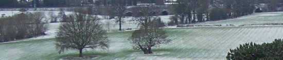 Ancient Oak Tree in winter (12-3-06)