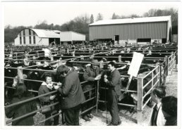 Ross livestock market