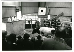 Ross livestock market