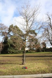 Korean War rememberance tree