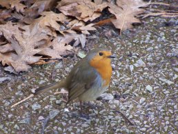 The Prospect Robin (4-3-06)