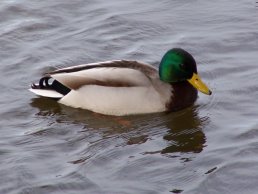 A mallard on the Wye (22-1-06)