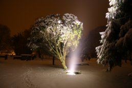 Church Yard bush in the snow