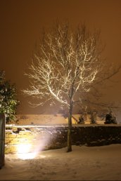 Church Yard tree in the snow