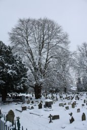 Trees in the snow