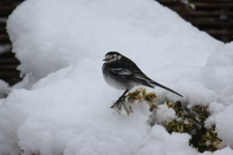 Pied Wagtail