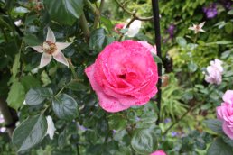 Roses, Wilton Castle (11-06-11)