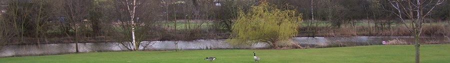 Geese beside the lake at Broadmeadows