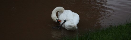 A swan in the flood (06-09-08)