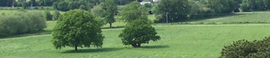 Ancient Oak Tree in late spring (2-6-06)