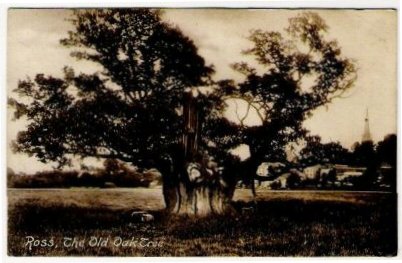 Ross, The Old Oak Tree