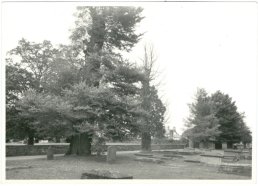 Elm trees in the church yard