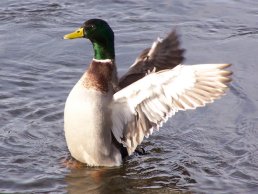 Mallard Duck on the River Wye (22-1-06)