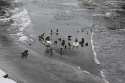 Ducks and swans stood on the ice
