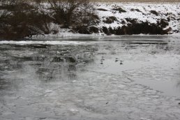 Seagulls stood on the frozen Wye