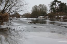 Ducks stood on the ice at Wilton Bridge