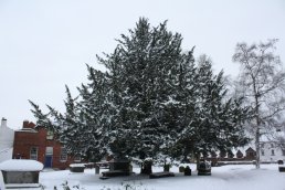 Yew Tree in the snow