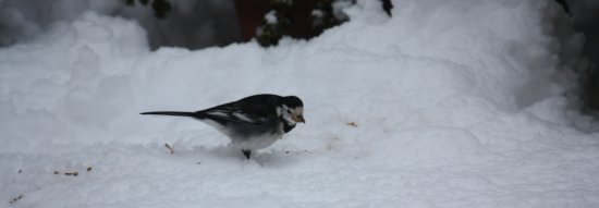 Pied Wagtail in the snow