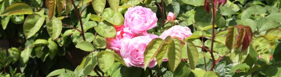 Roses at Wilton Castle (11-06-11)