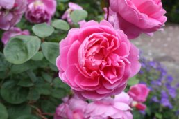 Roses Wilton Castle (11-06-11)