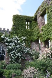 Remains of Wilton Castle Mansion (11-06-11)